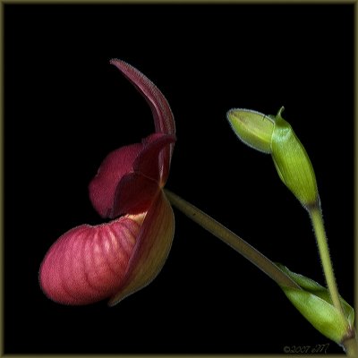 Phragmipedium Jason Fischer