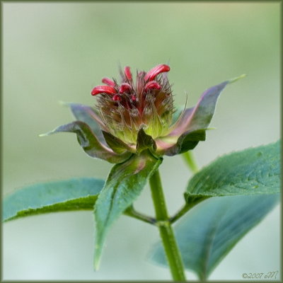 monarda bud