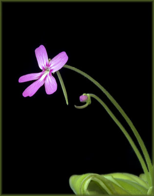 Pinguicula moranensis