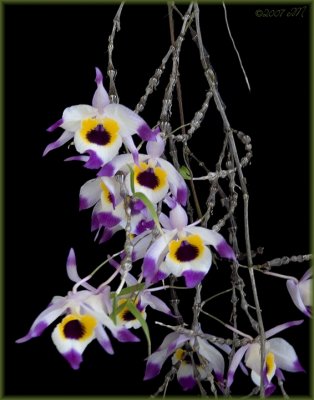 dendrobium