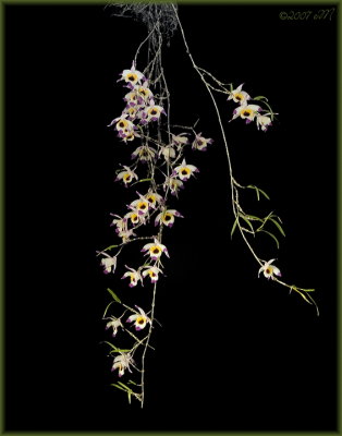 dendrobium