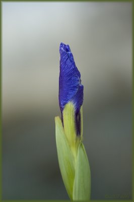 iris