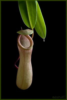 Nepenthes ventricosa