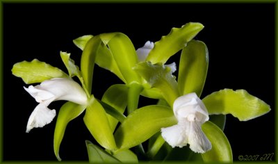 Cattleya leopoldii alba