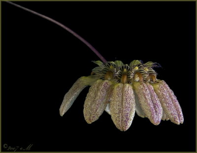 Bulbophyllum sikkamesse
