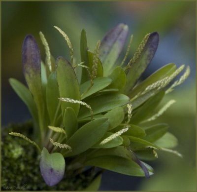 Pleurothallis in bud