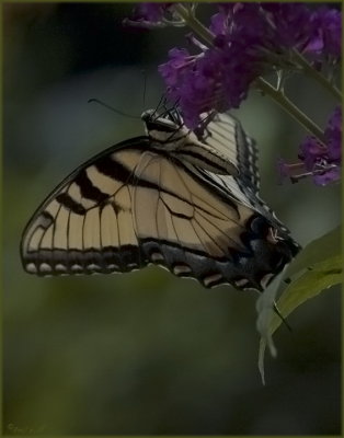 eastern tiger swallowtail