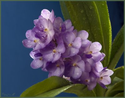 Rhctm.  Lilac Blossom