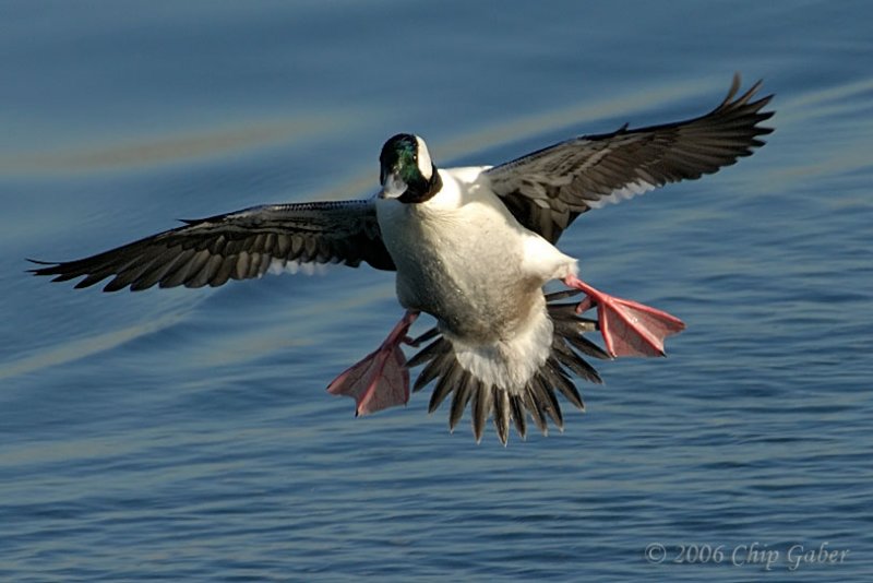 Bufflehead