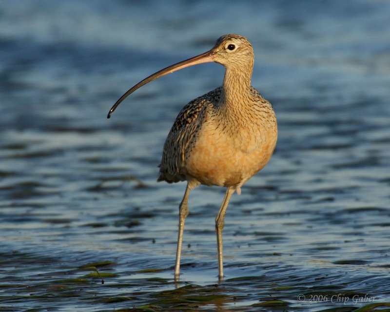 Long billed Curlew