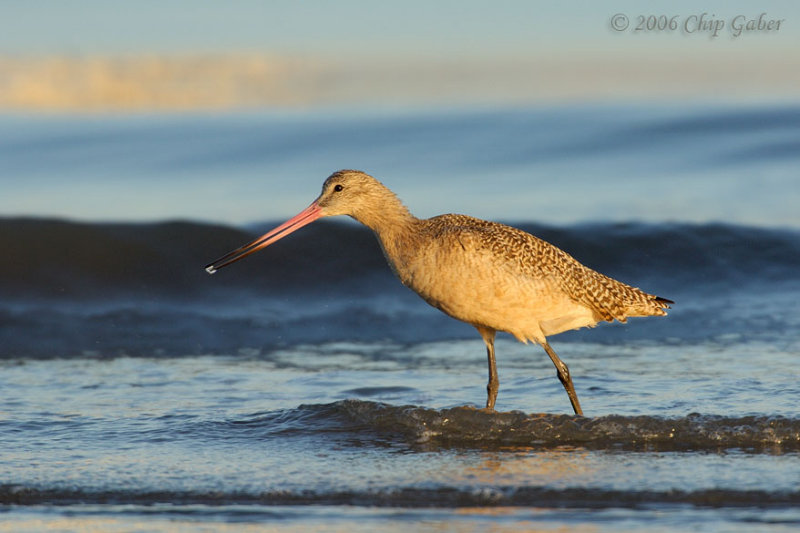 Willet