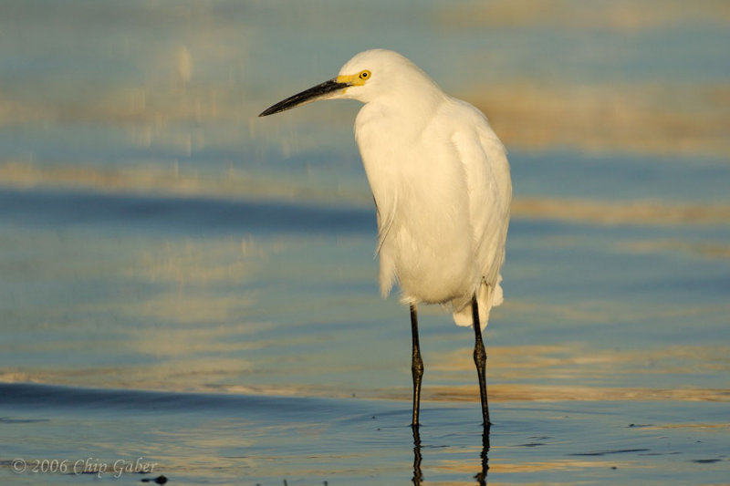 Snowy Egret2