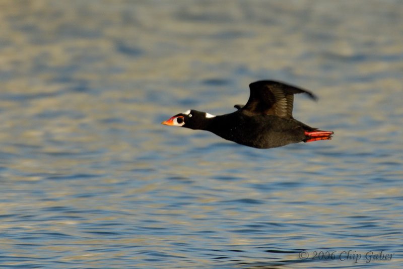 Surf Scoter