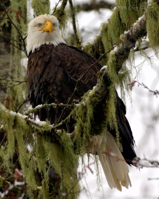 eagle brackendale