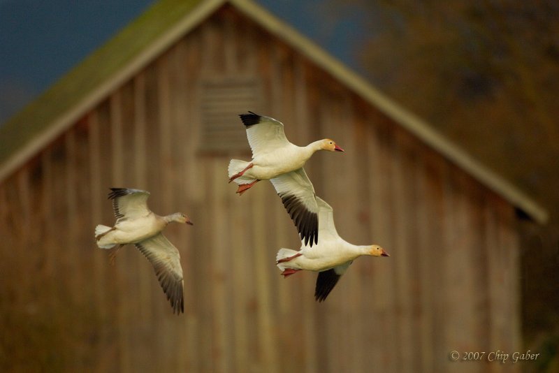 Snow goose barn