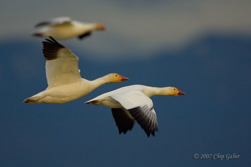 Snow geese trio