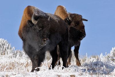 couple of Bison