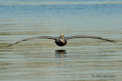 Brown Pelican glide