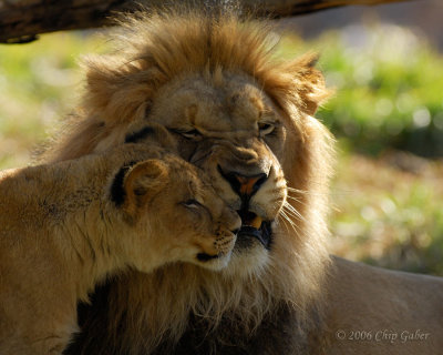 lion and cub2