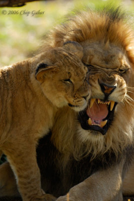 lion and cub3