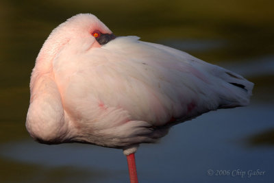 pink flamingo2