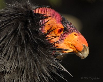 California condor2