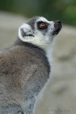 ringtail lemur
