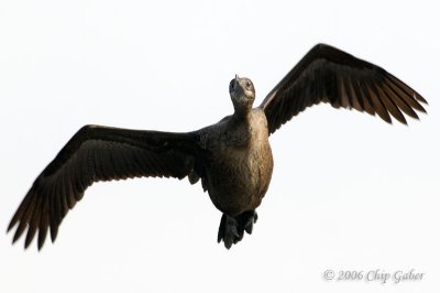 cormorant4
