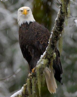 snowy eagle