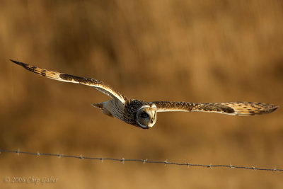 Short-eared and barbed wire