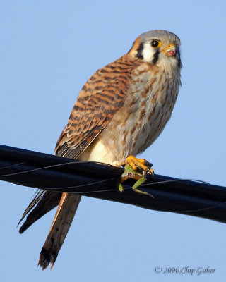 Kestral with frog