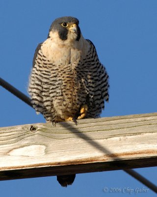 Peregrine on a post