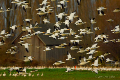 Snow geese flock2