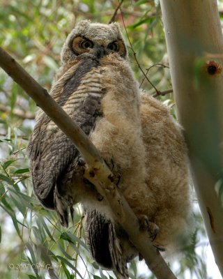 Great horned2