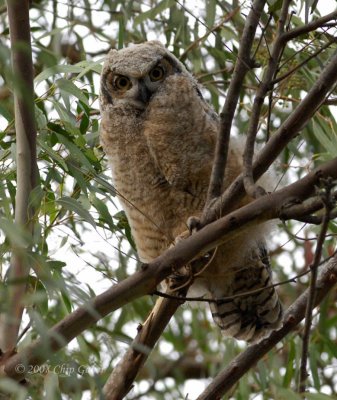Great Horned baby