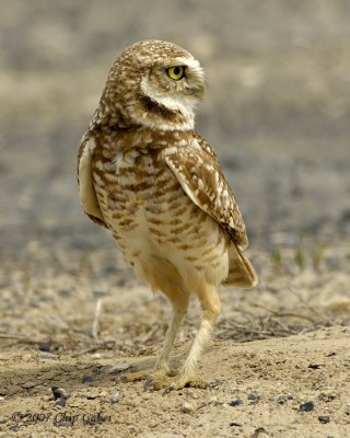 Burrowing owl surprise