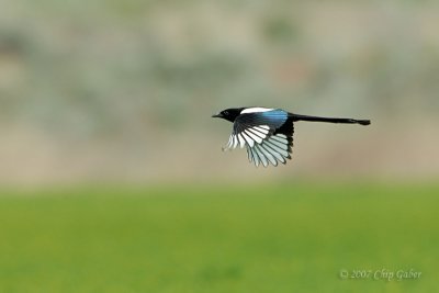 Magpie