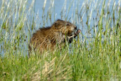 Beaver