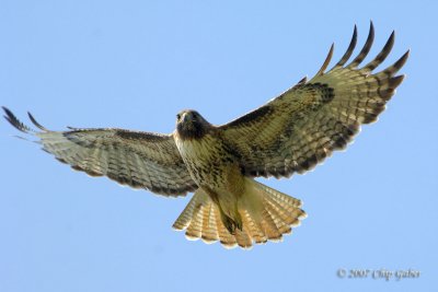 Red-tail flare