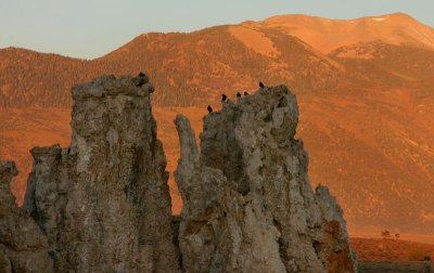 Birds' view