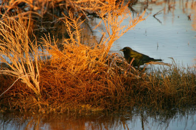 A nest of golden strands