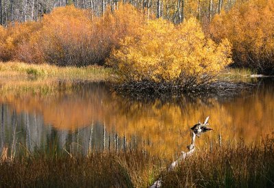 On Golden Pond