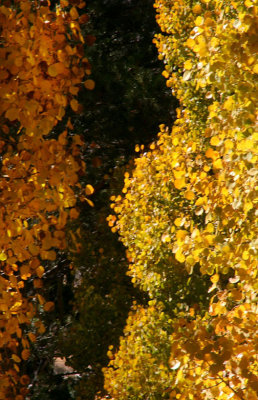 Aspens glow