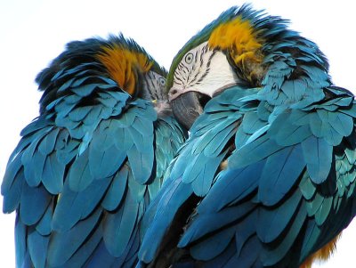 Whisper sweet nothings