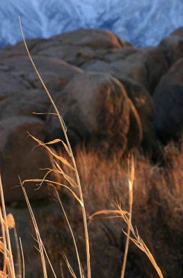 Graceful among boulders