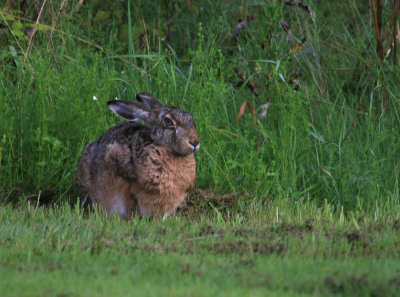 Hare