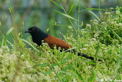 Greater Coucal