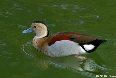 Ringed Teal DSC_8685