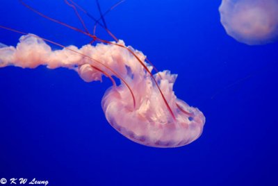 Jellyfish DSC_0568