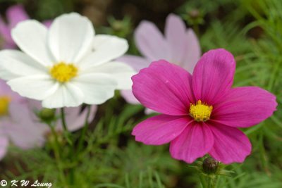 Cosmos DSC_3215